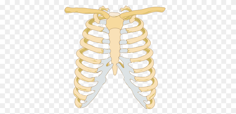 Rib Cage Images, Smoke Pipe Png