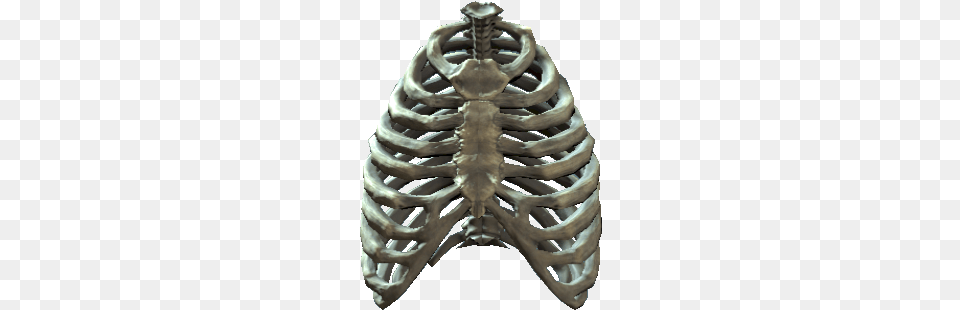 Rib Cage Skeleton In Cage, Animal, Invertebrate, Spider, Body Part Free Png Download