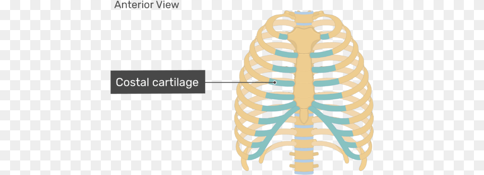 Rib Cage Sternum Anatomy Costal Cartilage Unlabeled Rib Cage Diagram, Ct Scan, Baby, Person Free Png