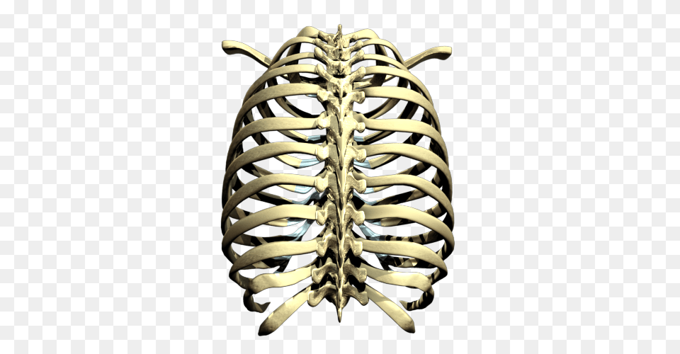 Rib Cage Transparent Images, Chandelier, Lamp, Skeleton Png Image