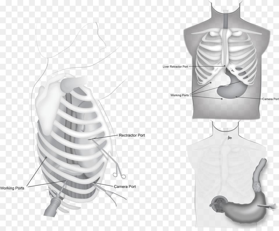 Rib Download Rib, Body Part, Person, Torso, Adult Free Png