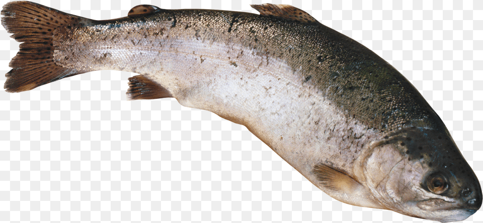 Riba, Animal, Fish, Sea Life, Trout Png