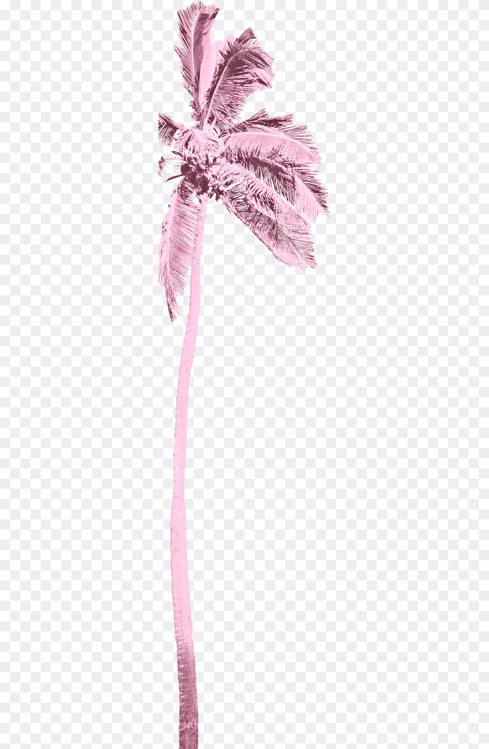 Ribbon, Palm Tree, Plant, Purple, Tree Png Image