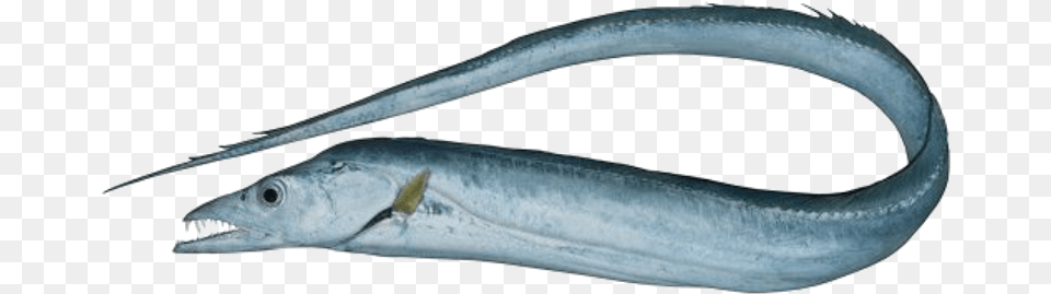Ribbon Fish Eel, Animal, Sea Life, Shark Free Png