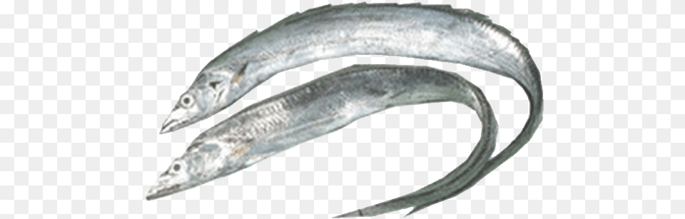 Ribbon Fish Ribbon Fish, Animal, Sea Life, Shark, Herring Free Transparent Png