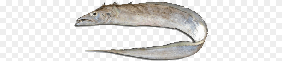 Ribbonfish Pez Cinturon, Animal, Fish, Sea Life, Eel Free Png