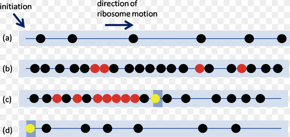 Ribosome Traffic Jams Png Image