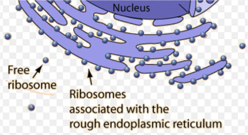 Ribosomes In A Cell, Nature, Outdoors, Sea, Water Png Image