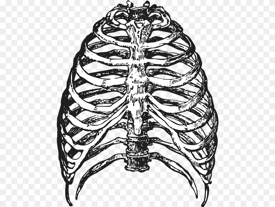 Ribs Bones Skeleton Halloween Vector Ribcage, Adult, Bride, Female, Person Png