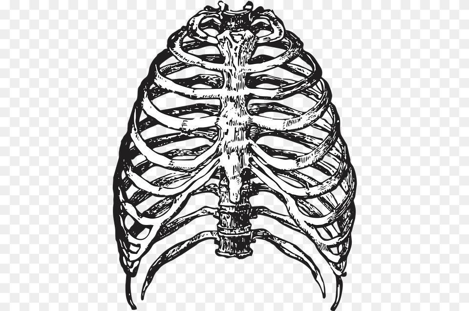 Ribs Bones Skeleton Halloween Vector Ribcage, Adult, Bride, Female, Person Free Png Download