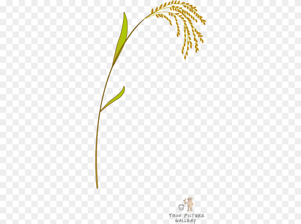 Rice, Plant, Flower Png Image