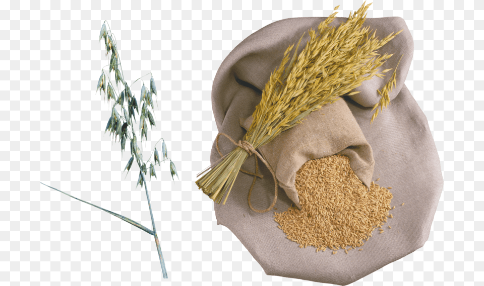 Rice, Food, Grain, Produce, Wheat Png Image