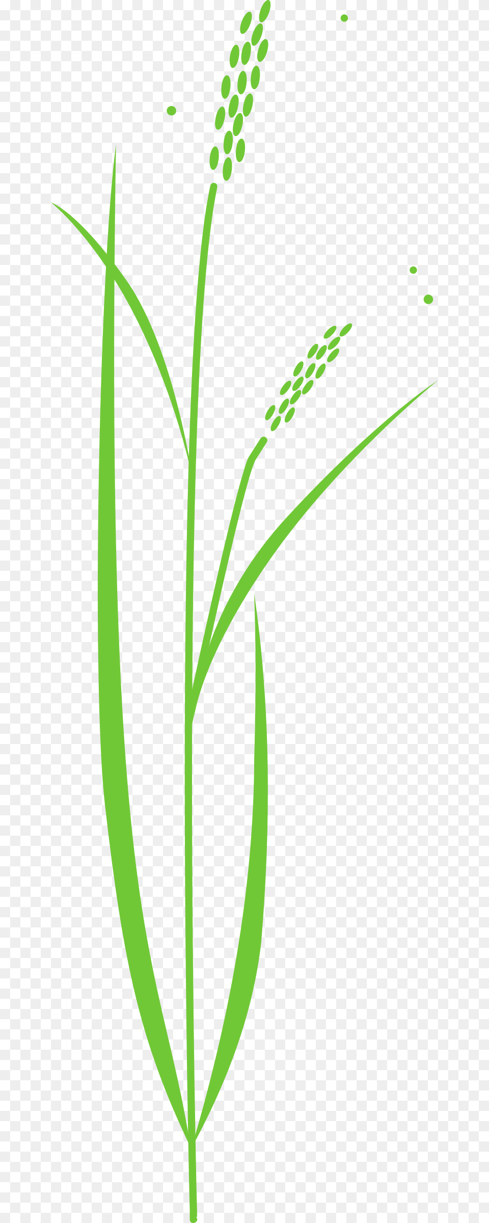 Rice Big Image Drawing Of Rice Plant, Grass, Green, Flower, Agropyron Free Png Download