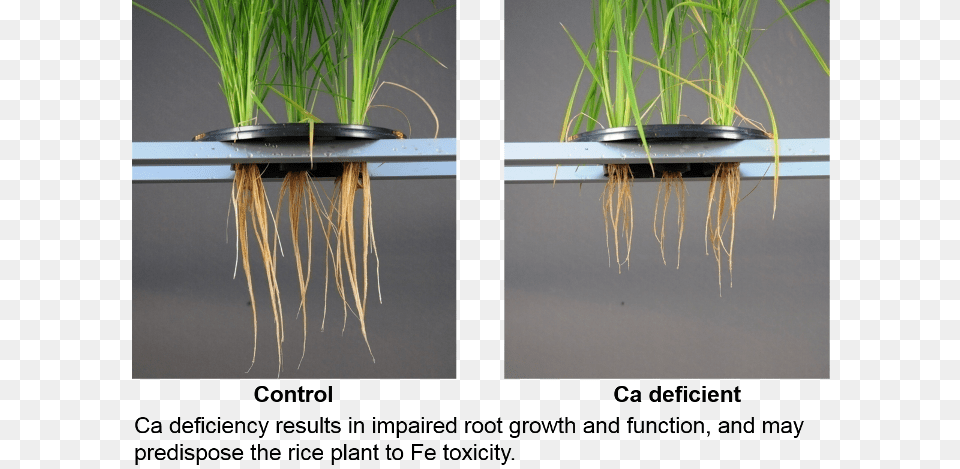 Rice Calcium Deficiency, Plant, Potted Plant, Grass, Jar Free Png Download