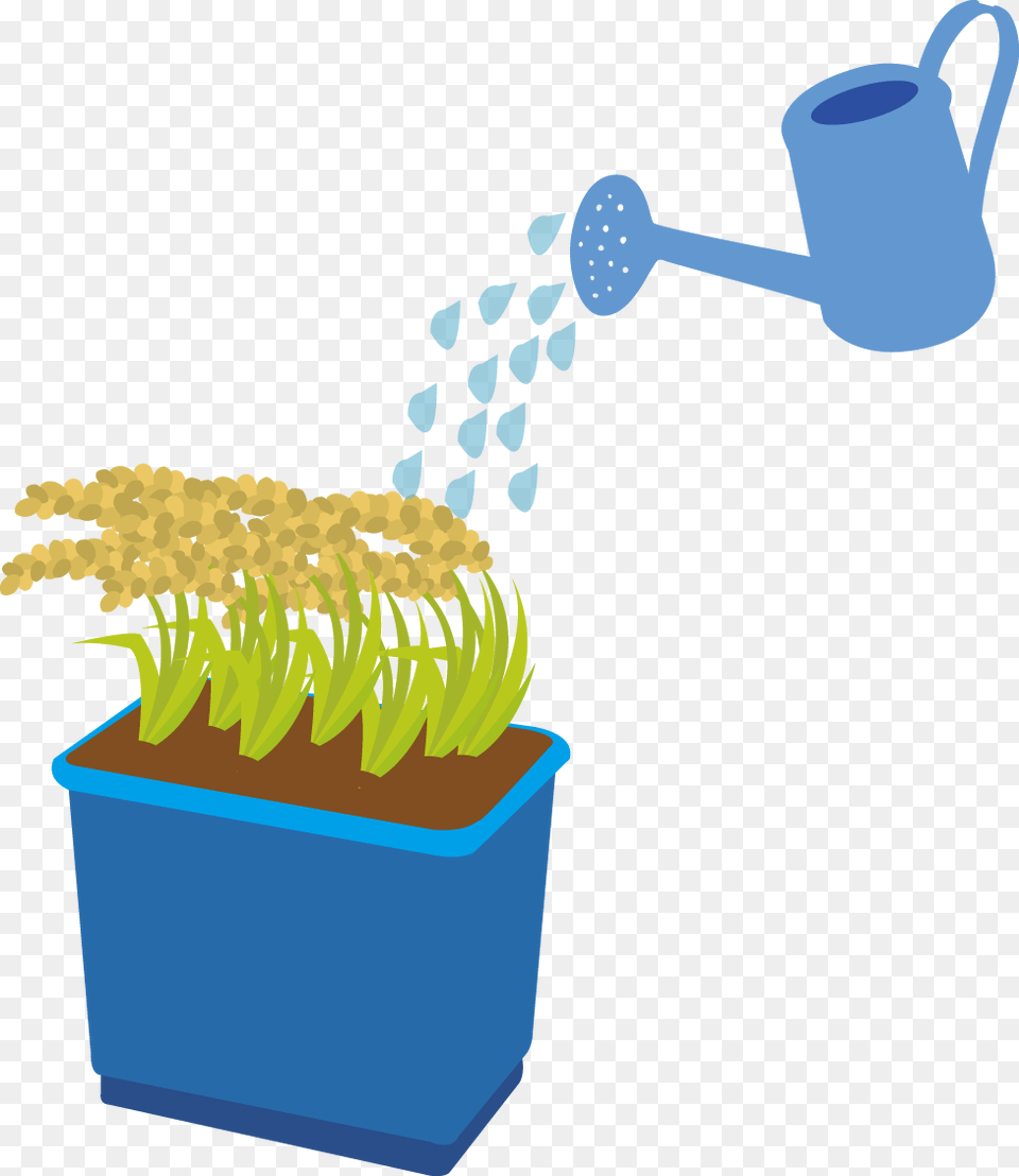 Rice Can Also Be Grown In A Bucket Or Planter At Home Rice, Plant, Potted Plant, Tin, Watering Can Free Png