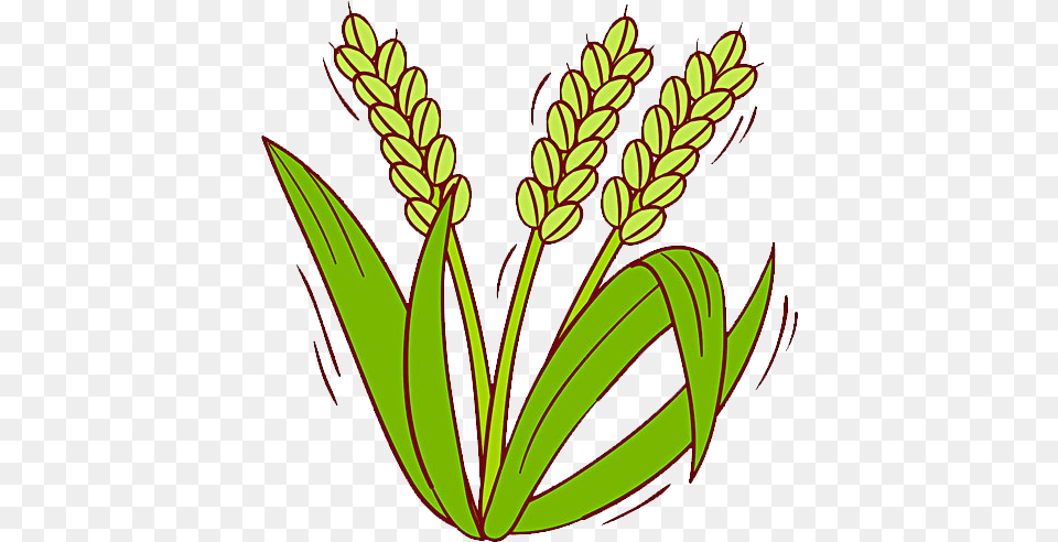 Rice Clipart Rice Grass Rice Plant Clip Art, Pattern, Grain, Food, Produce Png Image