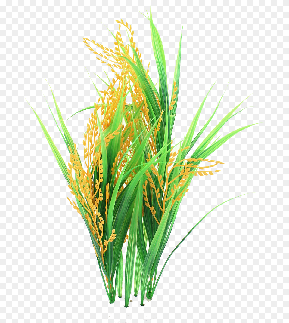 Rice Crops, Plant, Vegetation, Food, Produce Png Image