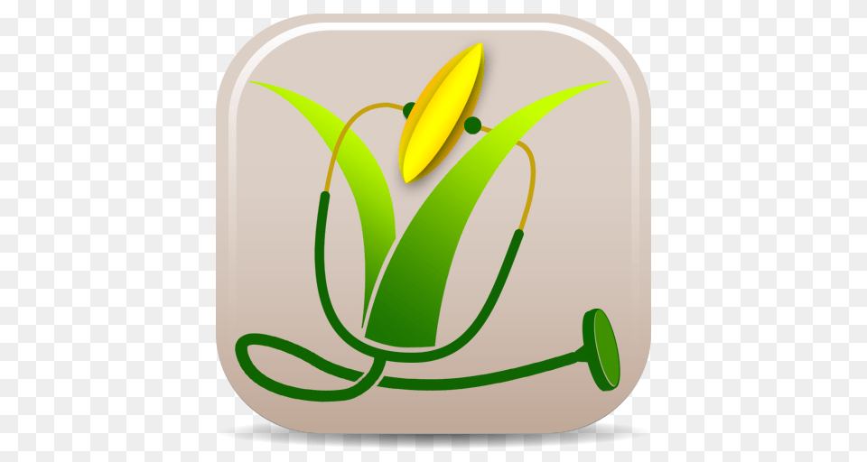 Rice Doctor, Bud, Flower, Flower Arrangement, Ikebana Png