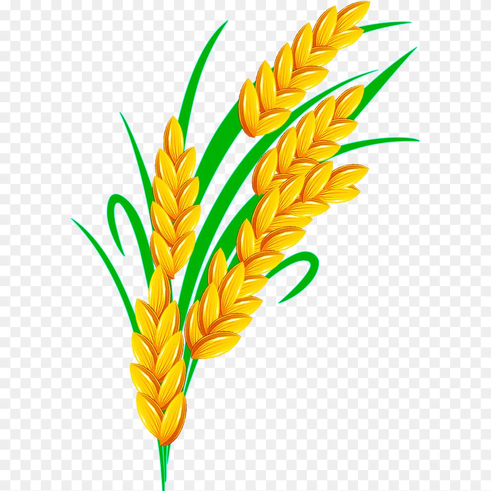 Rice Euclidean Vector Golden Rice Clipart, Food, Grain, Produce, Wheat Free Transparent Png