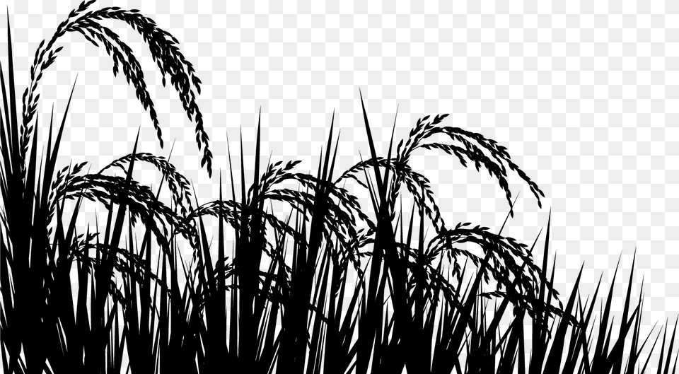 Rice Field Black And White, Plant, Vegetation, Reed, Grass Png
