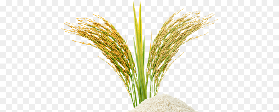 Rice Grain, Food, Produce, Plant, Vegetation Png Image
