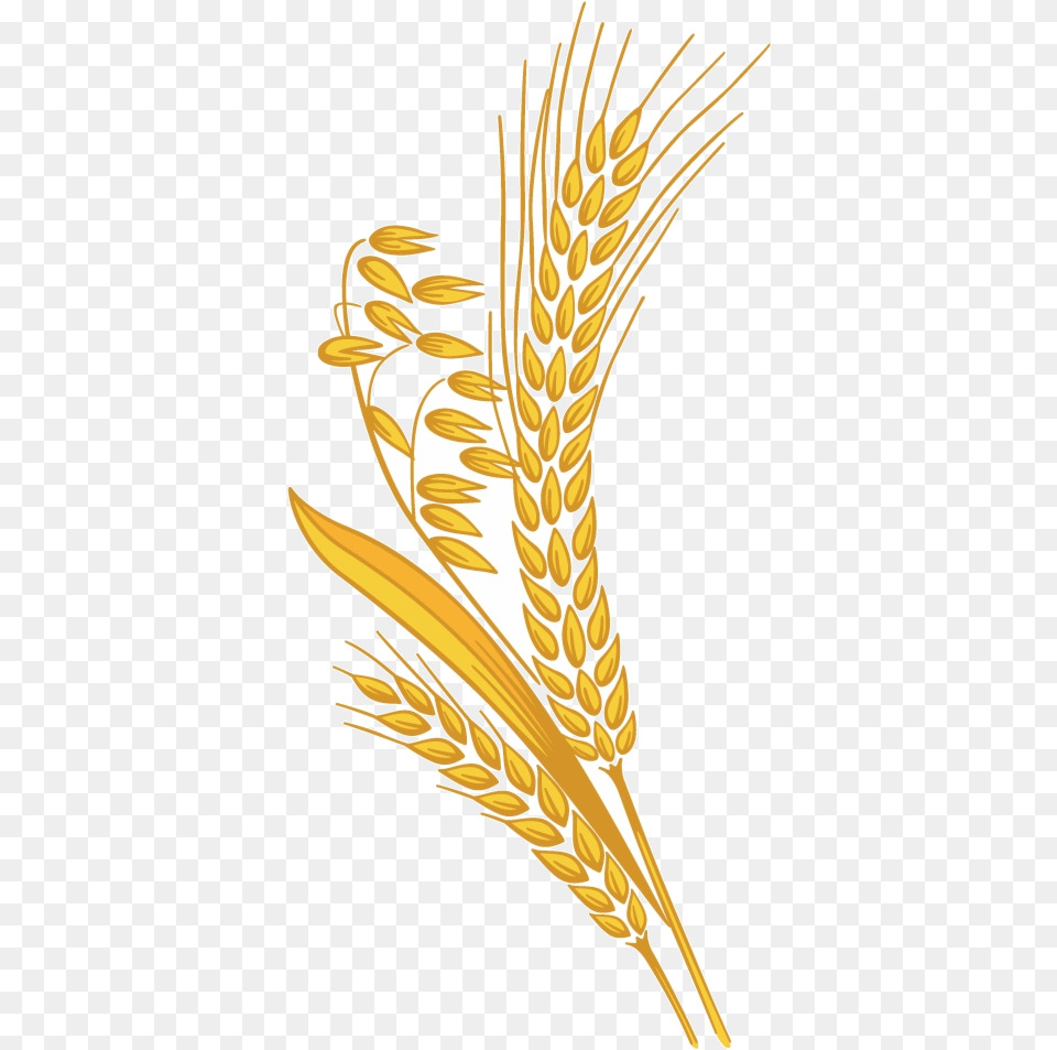 Rice Grain Clipart Background Wheat Clipart, Food, Produce Png Image