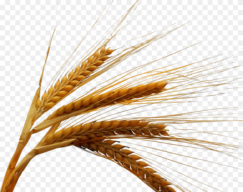 Rice Grain Images, Food, Produce, Wheat Free Png