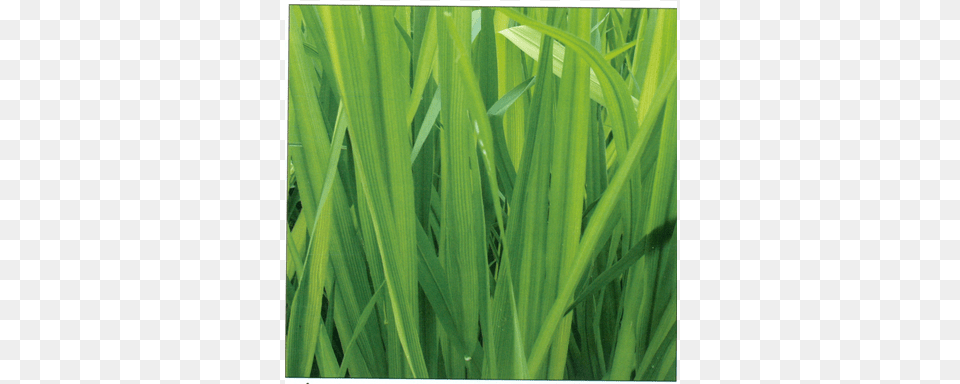 Rice Iron4 Sweet Grass, Plant, Vegetation, Green Free Transparent Png