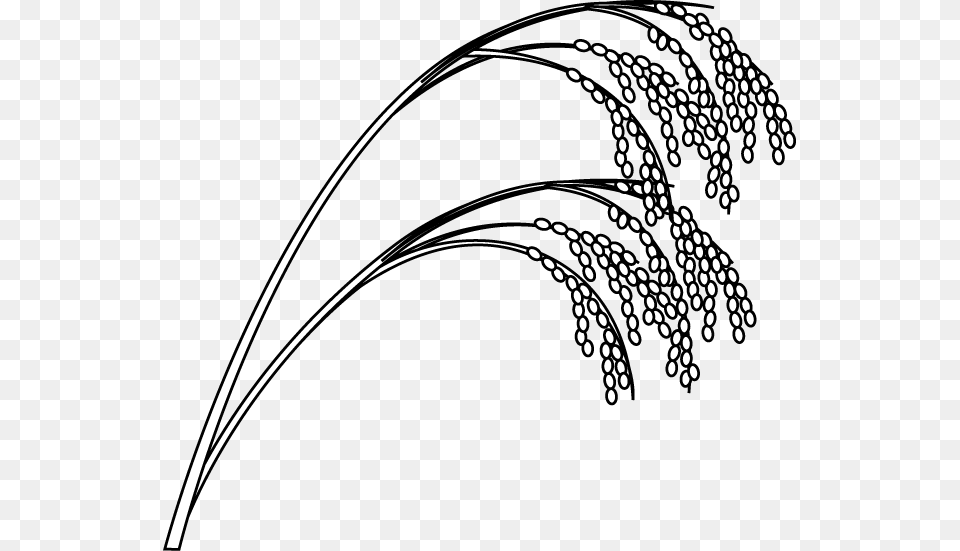 Rice Paddy Black And White Transparent Rice Paddy Rice Plant Black And White, Bow, Weapon, Food, Grain Png