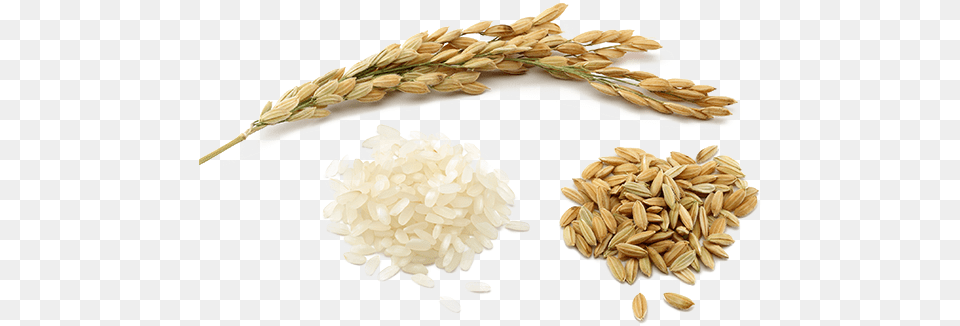 Rice Pic Rice, Food, Grain, Produce, Wheat Png Image