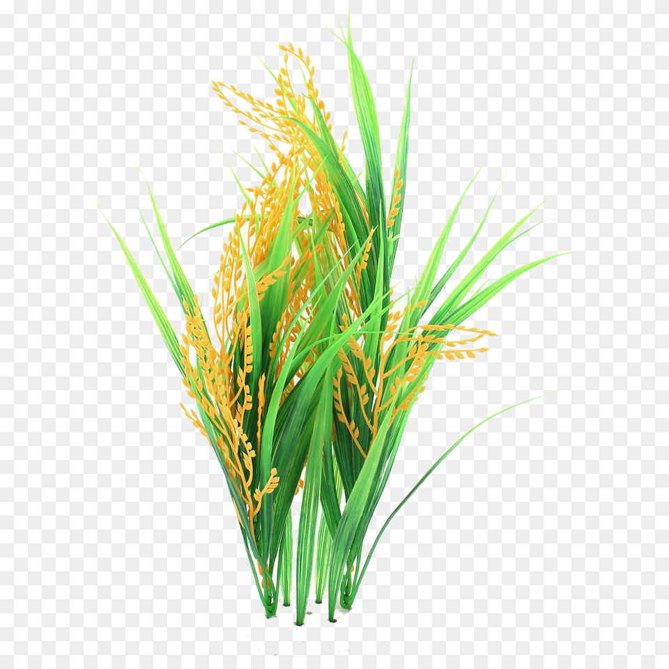 Rice Picture, Plant, Vegetation, Field, Nature Free Png Download