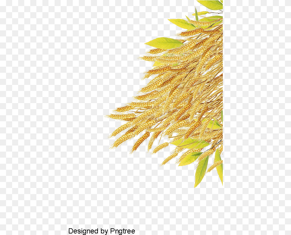 Rice Plant, Food, Grain, Produce, Wheat Png