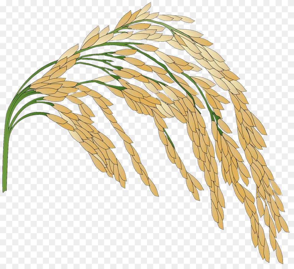 Rice Plant Illustration, Food, Grain, Produce, Wheat Free Transparent Png