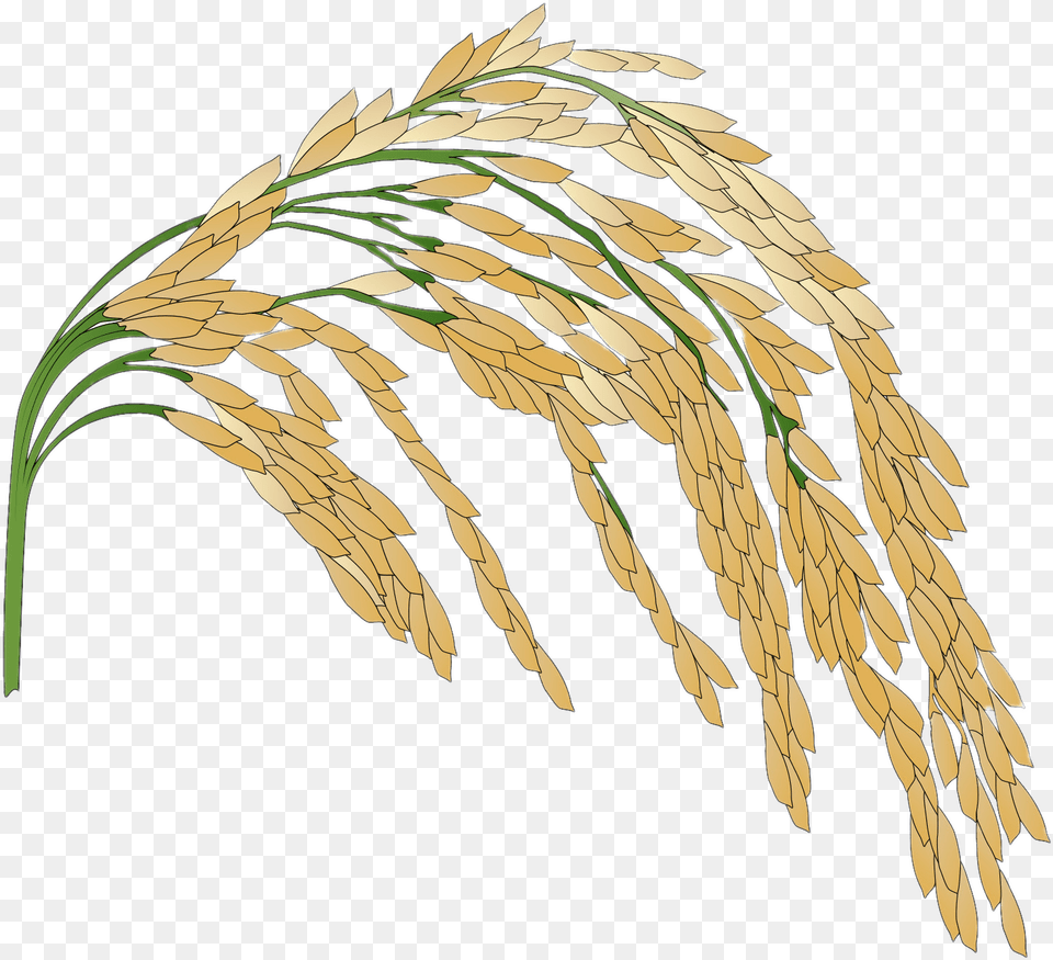 Rice Plant Illustration Rice Crop No Background, Food, Grain, Produce, Wheat Free Transparent Png