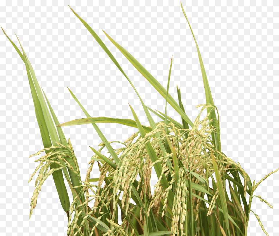 Rice Plant Background Rice Plant, Vegetation, Field, Outdoors, Nature Free Transparent Png
