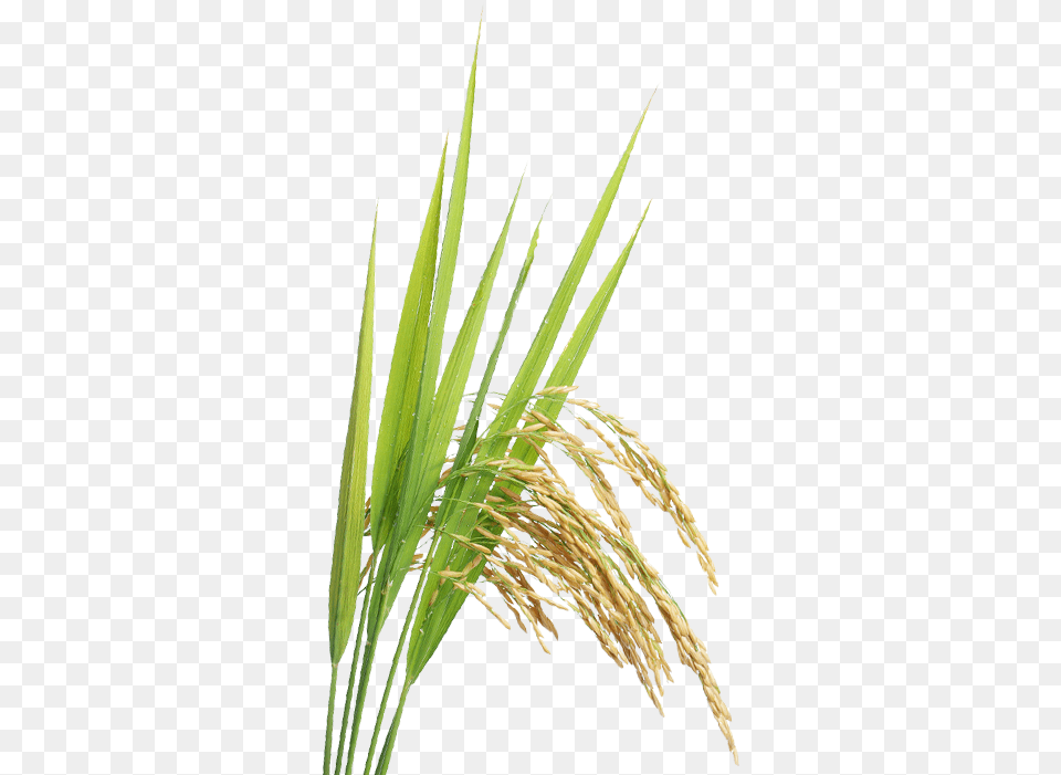 Rice Plant Paddy Crop, Vegetation, Grass, Field, Outdoors Free Transparent Png