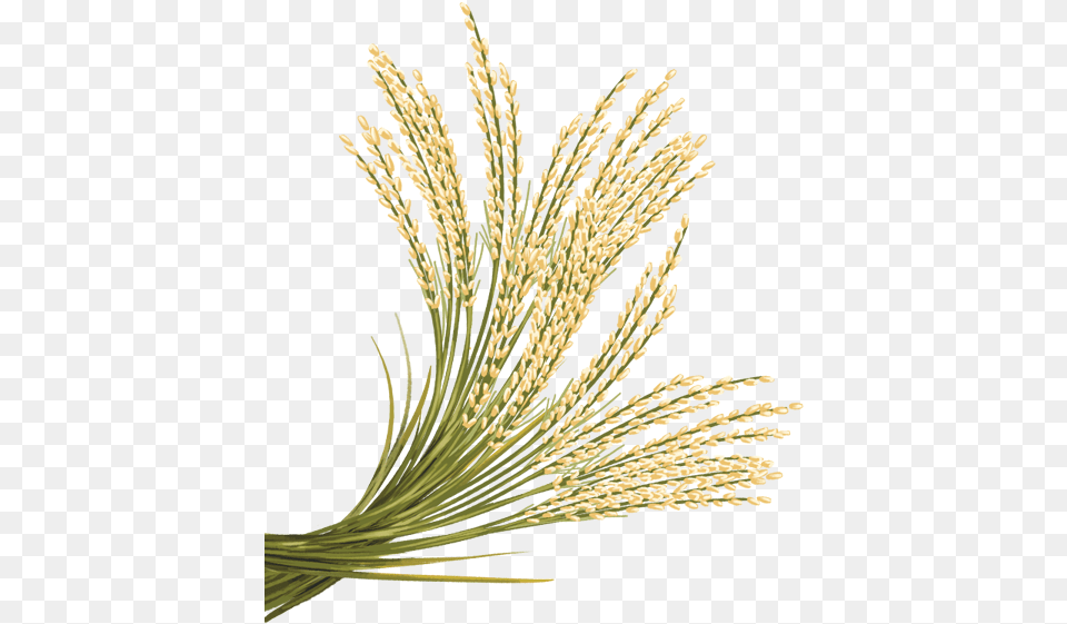 Rice Transparent Images Rice Crop Transparent Background, Plant, Grass, Food, Grain Free Png