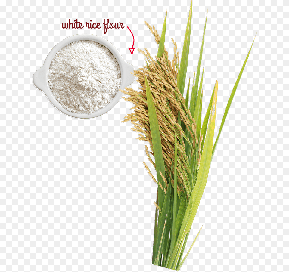Rice Tree, Plant, Powder, Flour, Food Png