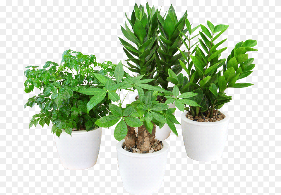 Rich Bamboo Water Hydroponics Plant Azalea Flower Big Flowerpot, Leaf, Potted Plant, Herbs, Vase Png