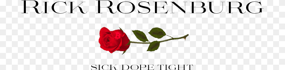 Rickrosensignsteem Garden Roses, Flower, Plant, Rose, Petal Free Png Download
