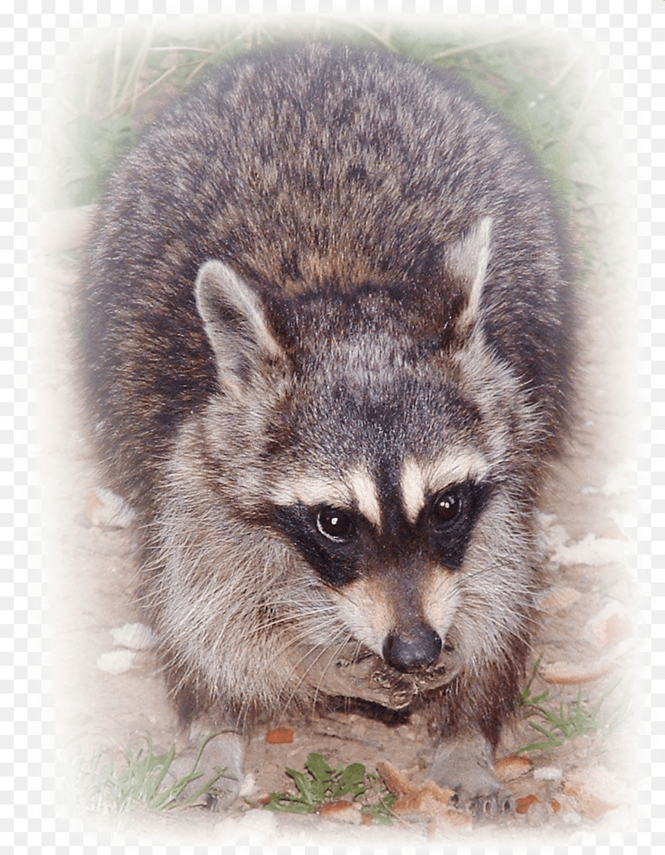 Ricky Raccoon Digital Art Procyon, Animal, Mammal, Bear, Wildlife Free Transparent Png