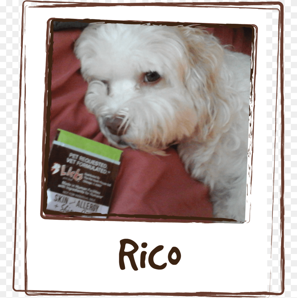 Rico Has Skin Allergy Problem He At Times Constantly, Advertisement, Animal, Canine, Dog Free Transparent Png