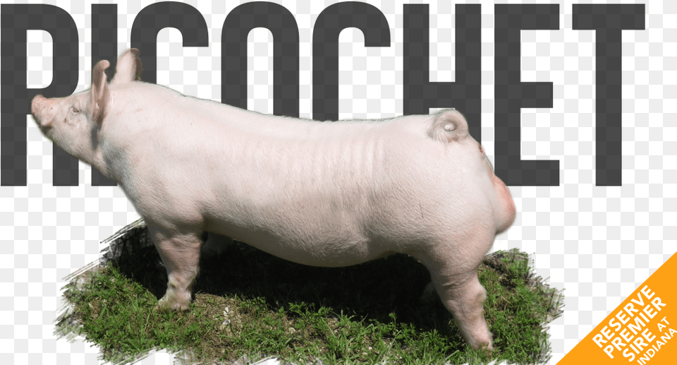 Ricochet Domestic Pig, Animal, Boar, Hog, Mammal Free Transparent Png