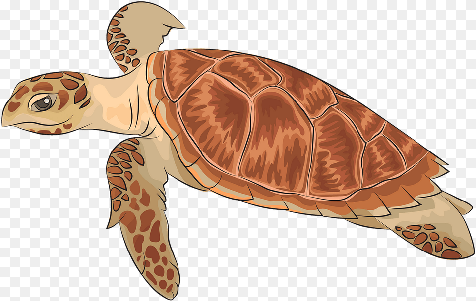 Ridley Sea Turtle, Animal, Reptile, Sea Life, Sea Turtle Png