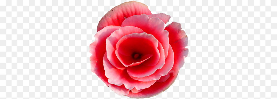 Rieger Begonia Flower Tumblr Begonia Flower Japanese Camellia, Petal, Plant, Rose, Carnation Free Transparent Png