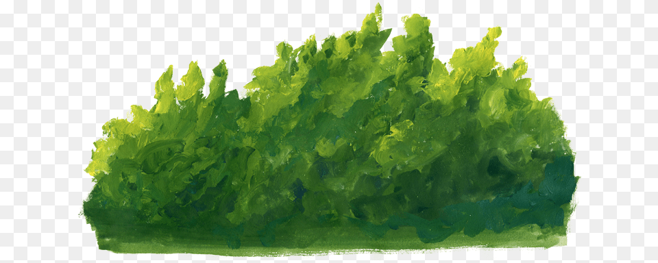 Riez, Grass, Moss, Plant, Green Png