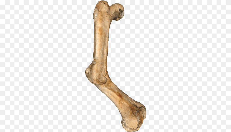 Right Femur Wood Png