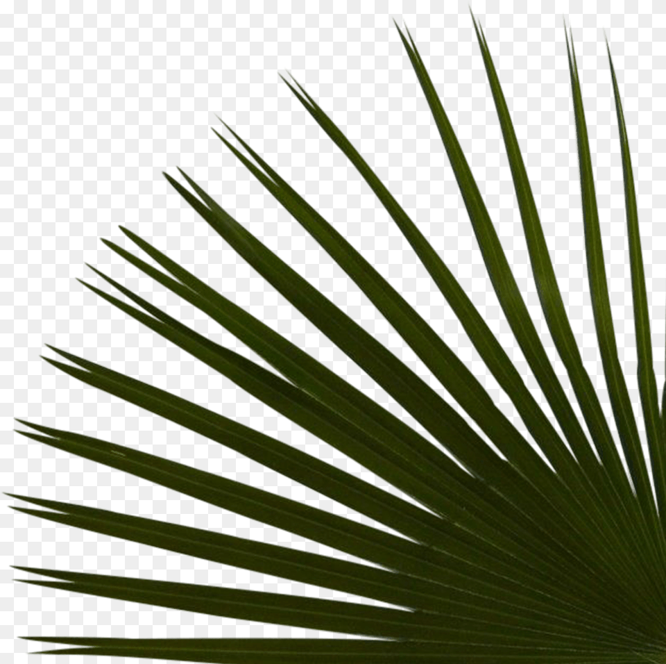 Right Palms Bottom Reduex Saw Palmetto, Plant, Tree, Palm Tree, Agavaceae Png