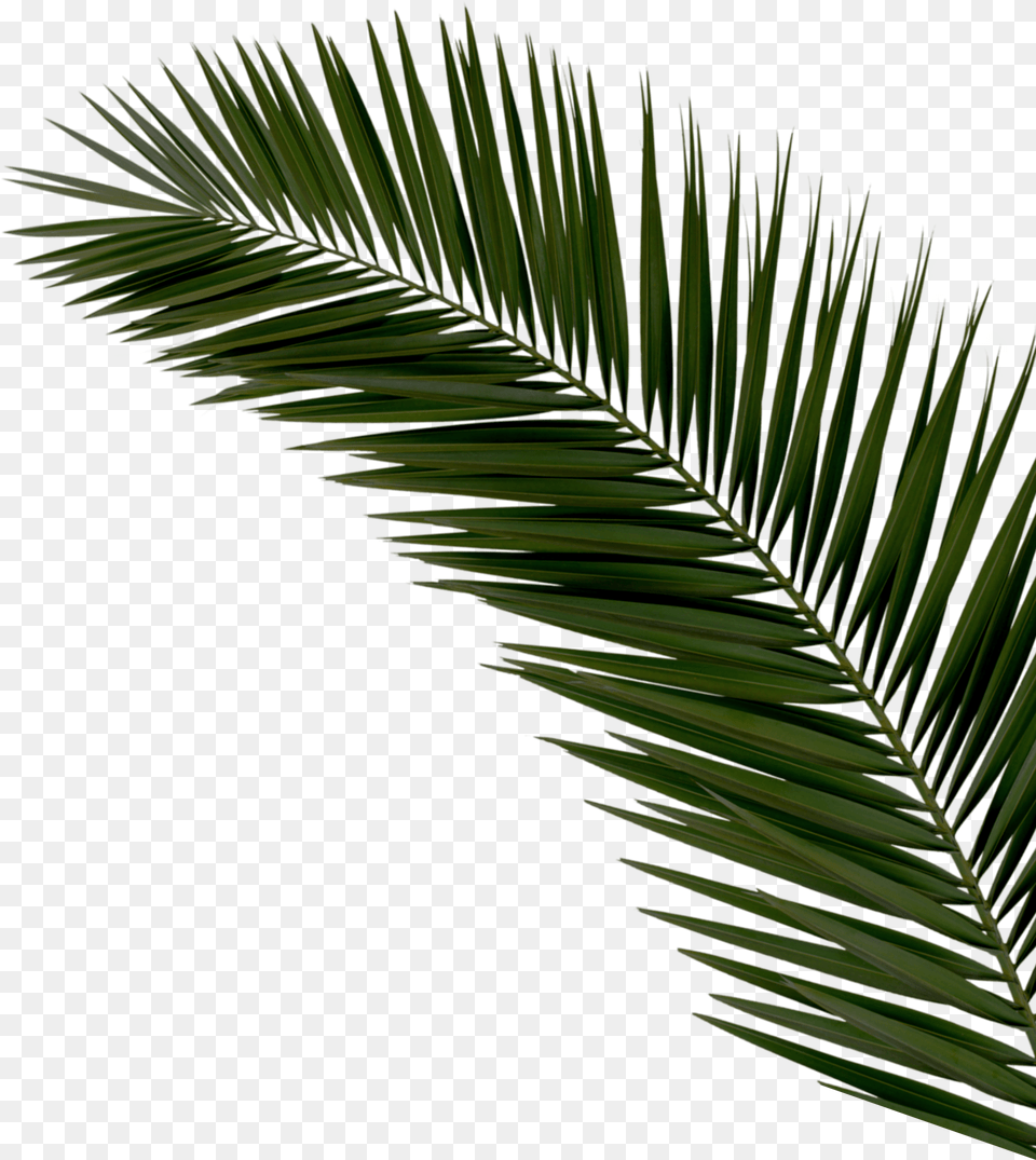 Right Palms Top Reduex Society6 Palm Leaf Black Amp White Ii Soft Throw, Green, Palm Tree, Plant, Tree Png Image