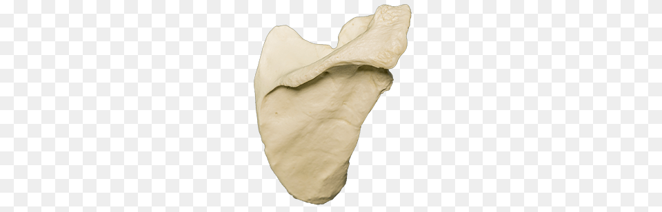 Right Scapula, Diaper Png Image